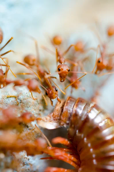 赤アリを食べる抽出 — ストック写真