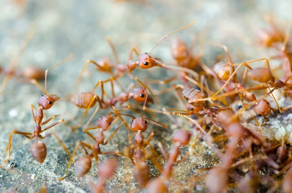 Grupo de hormigas rojas —  Fotos de Stock