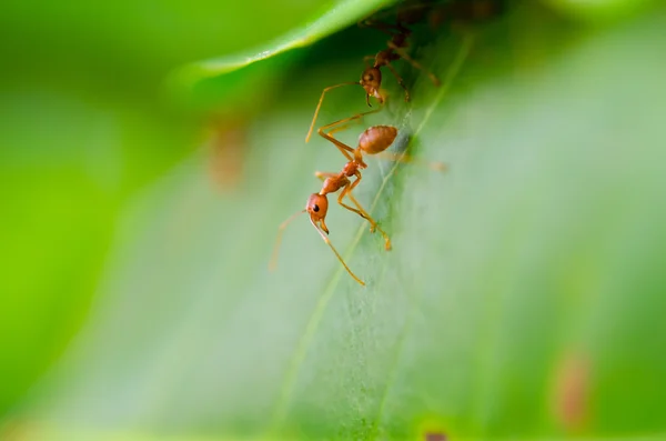 Onbeleefd ant formica — Stockfoto