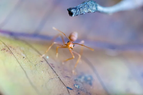 Onbeleefd ant formica — Stockfoto