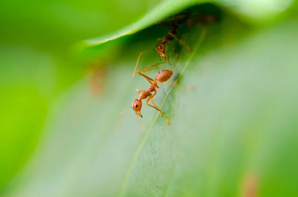 失礼な ant フォーマイカ — ストック写真