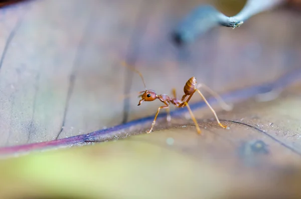 Onbeleefd ant formica — Stockfoto