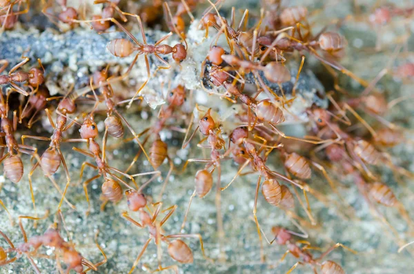 赤蟻のグループ — ストック写真