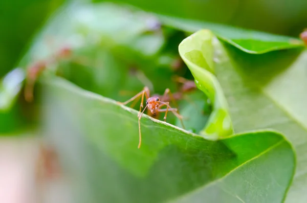 Niegrzeczny mrówek formica — Zdjęcie stockowe