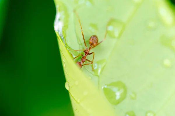 Hrubý mravence formica — Stock fotografie