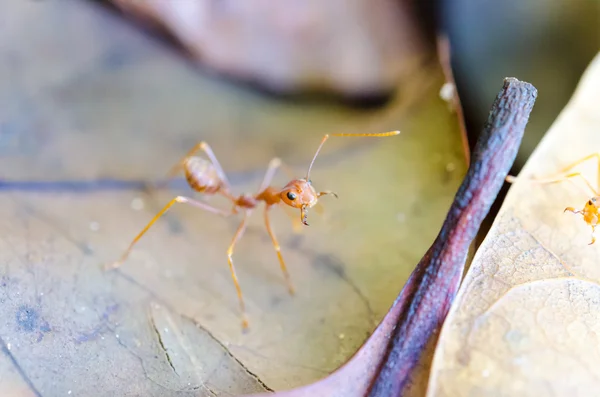 失礼な ant フォーマイカ — ストック写真
