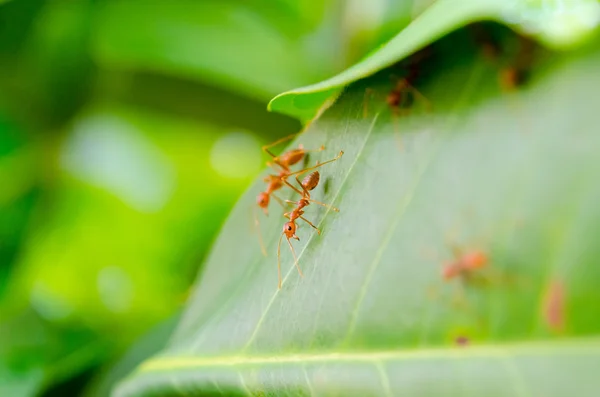Onbeleefd ant formica — Stockfoto