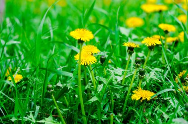 Sarı dandelions yeşil sahada