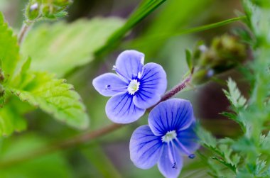 Yeşil çimlerde mavi çiçekler