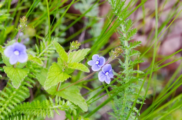 緑の草の中の青い花 — ストック写真