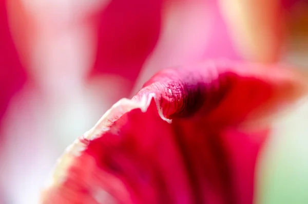 stock image red tulip macro