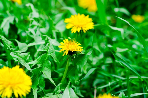Sarı dandelions yeşil sahada