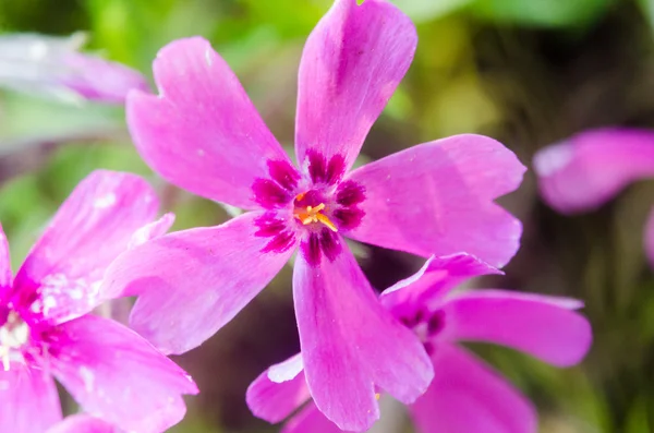 绿色背景的紫丁香花 — 图库照片