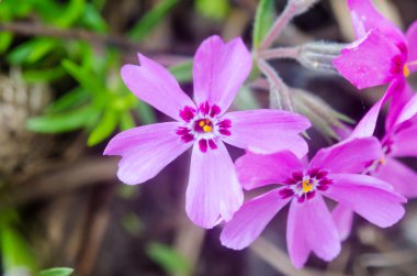 Yeşil arka planda leylak çiçekleri