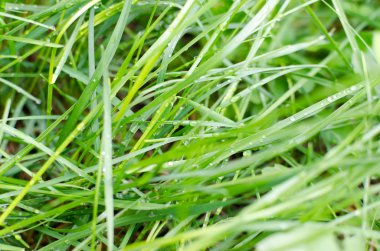 Yemyeşil yeşil çimenlerin üzerinde çiy