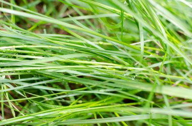 Yemyeşil yeşil çimenlerin üzerinde çiy