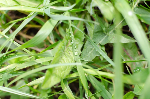 Гниль на пышной зеленой траве — стоковое фото