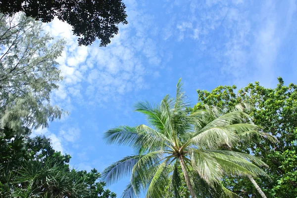 Palmbomen in het zonlicht — Stockfoto