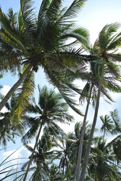 Palmy w słońcu — Zdjęcie stockowe