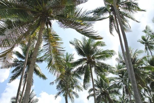 Palmy w słońcu — Zdjęcie stockowe