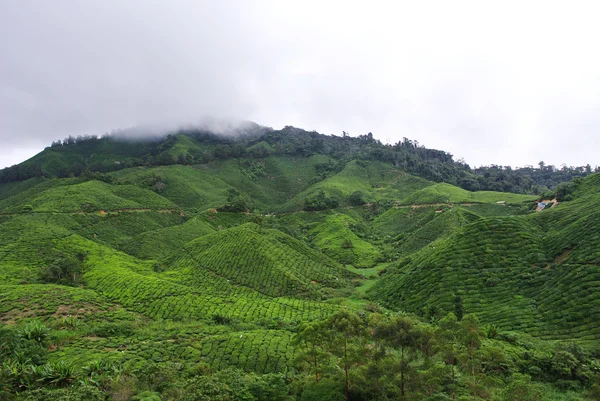 Wzgórza plantacji herbaty — Zdjęcie stockowe