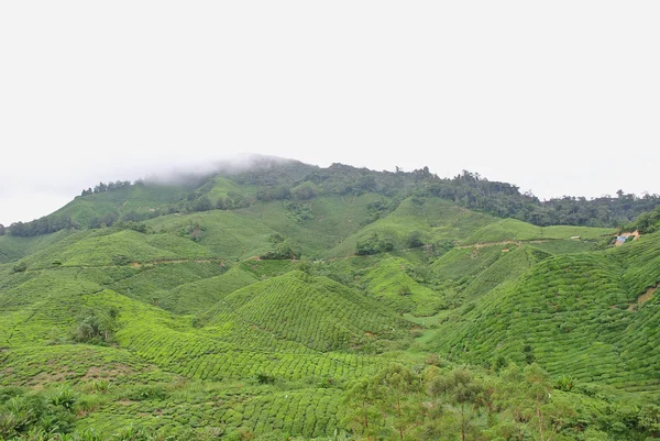 Collines de plantation de thé — Photo