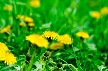 Sarı dandelions yeşil sahada