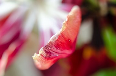 kırmızı lale makro