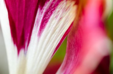 kırmızı lale makro