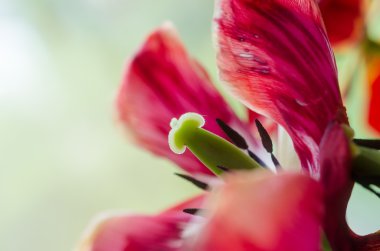kırmızı lale makro