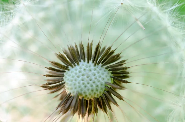 Macro foto de diente de león . — Foto de Stock