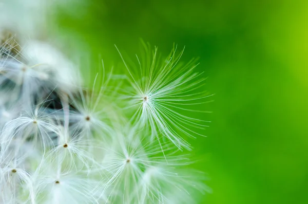 Close-up photo dojrzałe mniszka lekarskiego — Zdjęcie stockowe