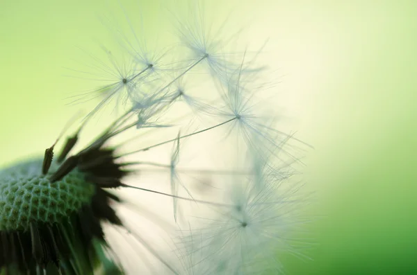 Dandelion fluff on a blurred  background. — Stock Photo, Image