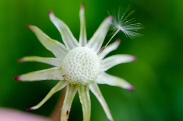 Última pelusa en el tallo . — Foto de Stock