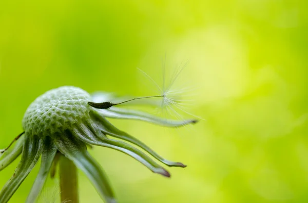 Last fuzz on the stem. — Stock Photo, Image