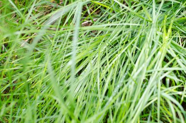 Yemyeşil yeşil çimenlerin üzerinde çiy