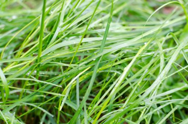 Yemyeşil yeşil çimenlerin üzerinde çiy