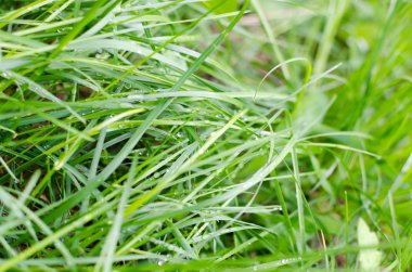 Yemyeşil yeşil çimenlerin üzerinde çiy