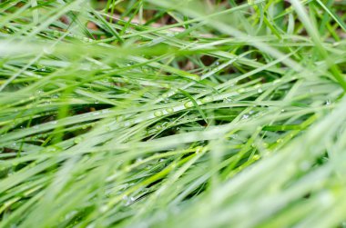 Yemyeşil yeşil çimenlerin üzerinde çiy