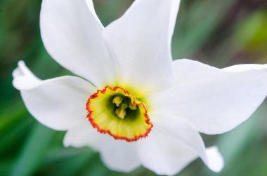 Yeşil arkaplanda beyaz narsist