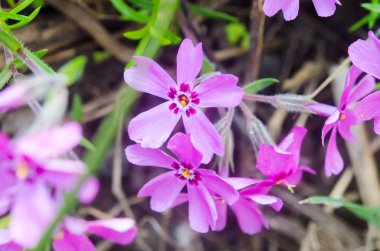 Yeşil arka planda leylak çiçekleri