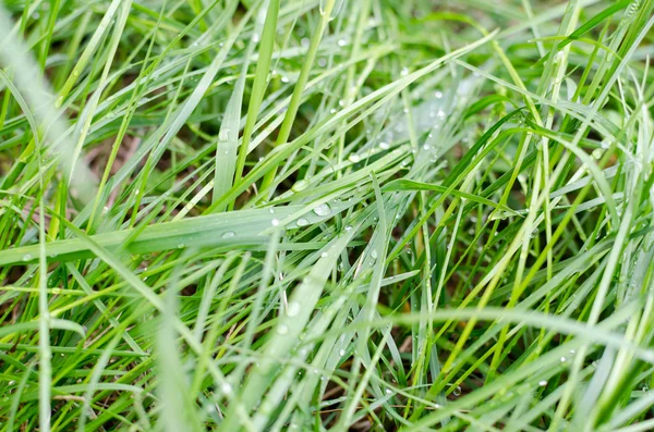 Dagg på det frodiga gröna gräset — Stockfoto