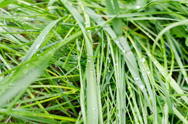 Rocío en la exuberante hierba verde — Foto de Stock