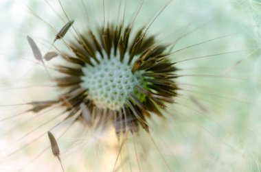 Macro photo of dandelion. clipart