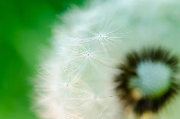 Fotografia makro z mniszka lekarskiego. — Zdjęcie stockowe