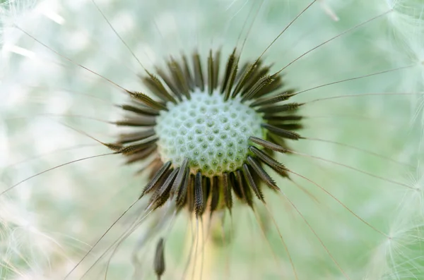 Macro foto de diente de león . — Foto de Stock