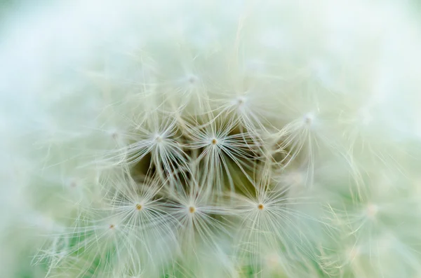 Close-up photo dojrzałe mniszka lekarskiego. — Zdjęcie stockowe