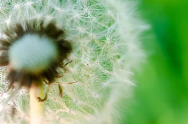 Macro foto de diente de león . — Foto de Stock