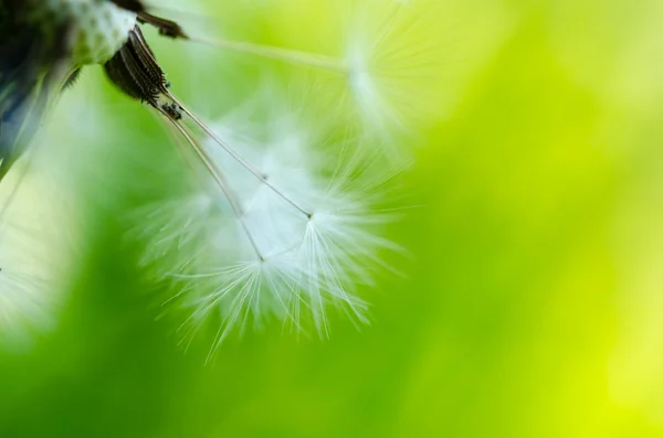 Close-up photo dojrzałe mniszka lekarskiego — Zdjęcie stockowe