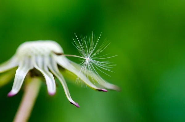 茎に最後のファズ. — ストック写真